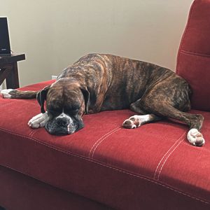 Close-up of dog sleeping