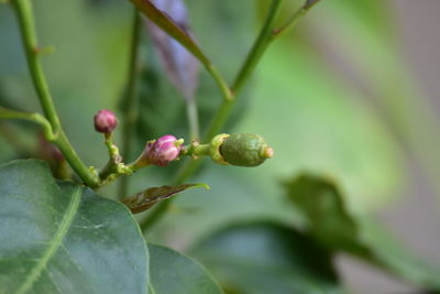 Close-up of purple flower buds growing outdoors