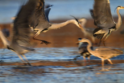 Flock of birds in the water