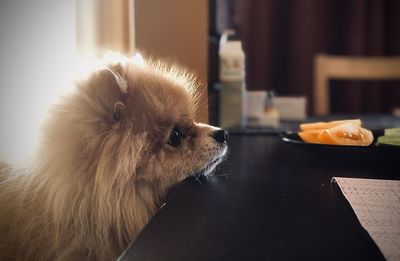 Close-up of an animal on table at home