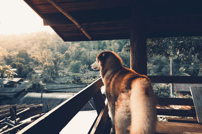 View of a dog looking through window