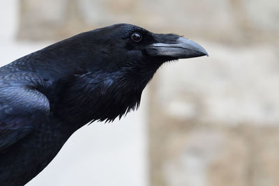 Close-up of bird perching