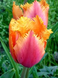 Close-up of yellow flower