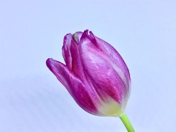 Isolated tulips on white background