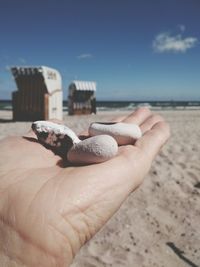 Close-up of hand holding crab at beach against sky