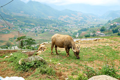 Sheep grazing in a field