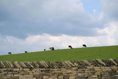 Flock of sheep on grassy field