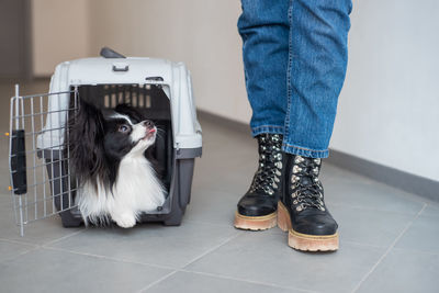 Low section of person with dog on floor