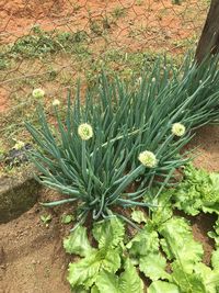 Close-up of plant