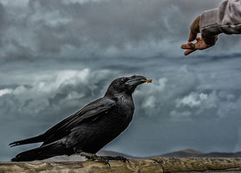 Cropped image of person feeding raven against sky