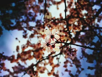 Low angle view of leaves on branch
