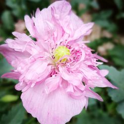 Close-up of pink flowers