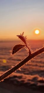 Close-up of plant on land against sky during sunset