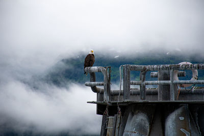 Low angle view of bird perching on roof against sky