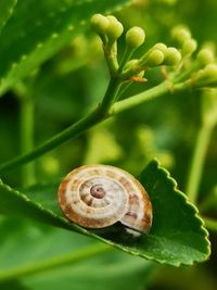 Close-up of snail on plant