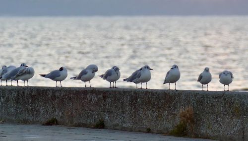 Flock of seagulls on beach