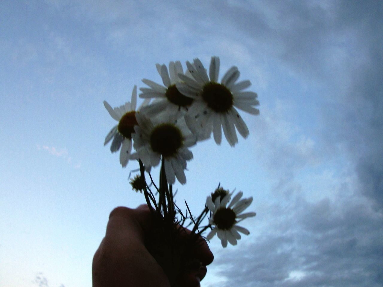 person, flower, holding, part of, sky, fragility, low angle view, cropped, unrecognizable person, human finger, petal, flower head, freshness, personal perspective, single flower, close-up, cloud - sky