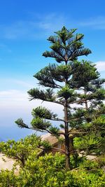 Low angle view of coconut palm tree against blue sky