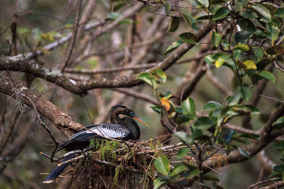 Close-up of bird perching on tree