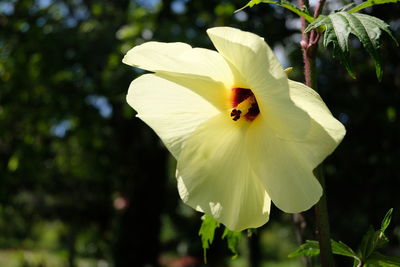 Close-up of honey bee on yellow flowering plant