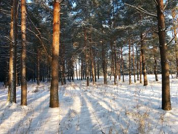 Trees on snowy field in forest