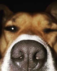 Close-up of pit bull terrier