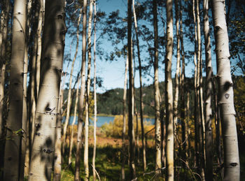 Close-up of bamboo trees in forest