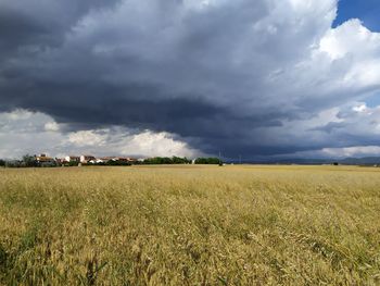 Scenic view of agricultural field against sky