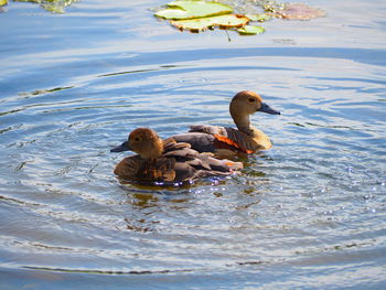 Two swans swimming in water