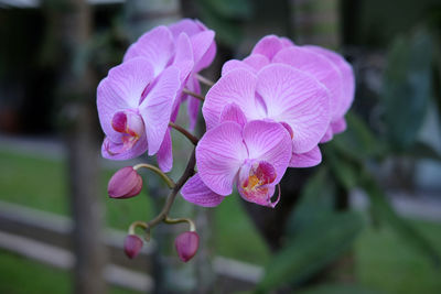 Close-up of pink flowering plant