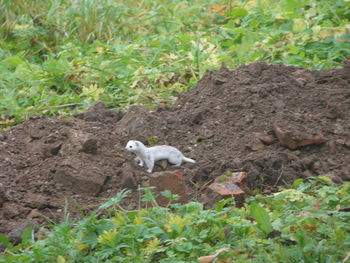 High angle view of sheep on land