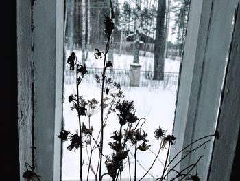 Close-up of tree against sky