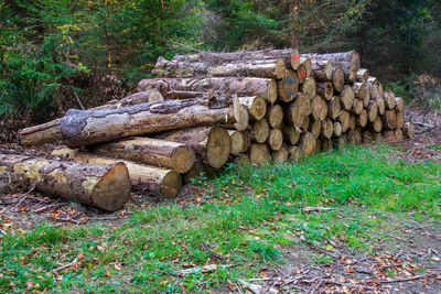 Stack of logs on field in forest