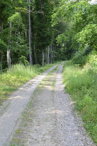 Empty footpath along trees