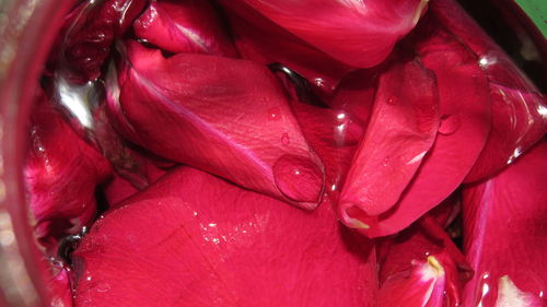 Close-up of pink rose