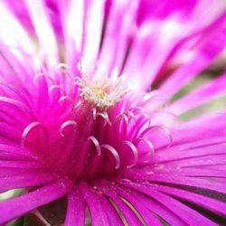 flowering plant