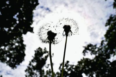 Low angle view of flowers against sky