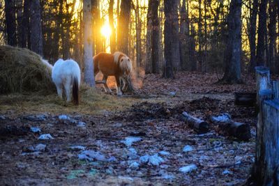 Horses in a field