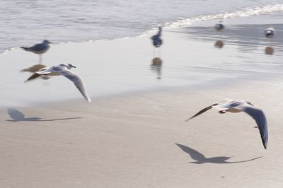 High angle view of seagulls flying over lake