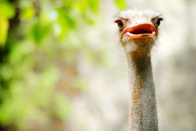 Close-up portrait of a bird