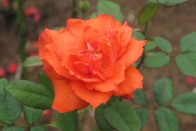 Close-up of red rose