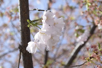 Close-up of apple blossoms in spring