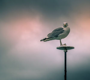 Close-up of seagull perching on wooden post against sky