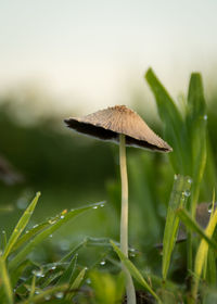 Close-up of wild mushrooms on wet grassy field