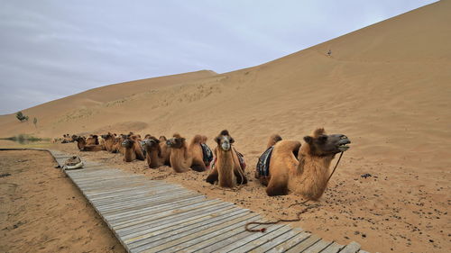 1040 bactrian camels for tourist rides. badain e.lake-badain jaran area gobi desert-nei mongol-china