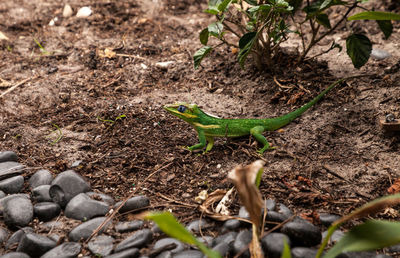 High angle view of lizard on field