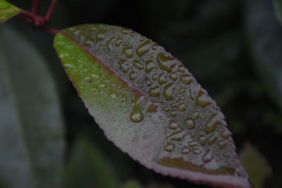 Close-up of water drops on leaf