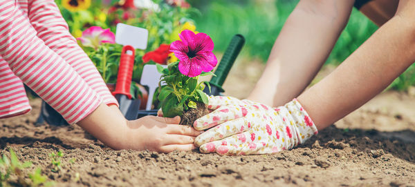 Hands of woman and girl planting plant in garden