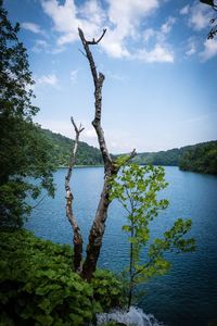 Plant by lake against sky