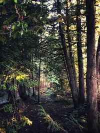 Trees in forest